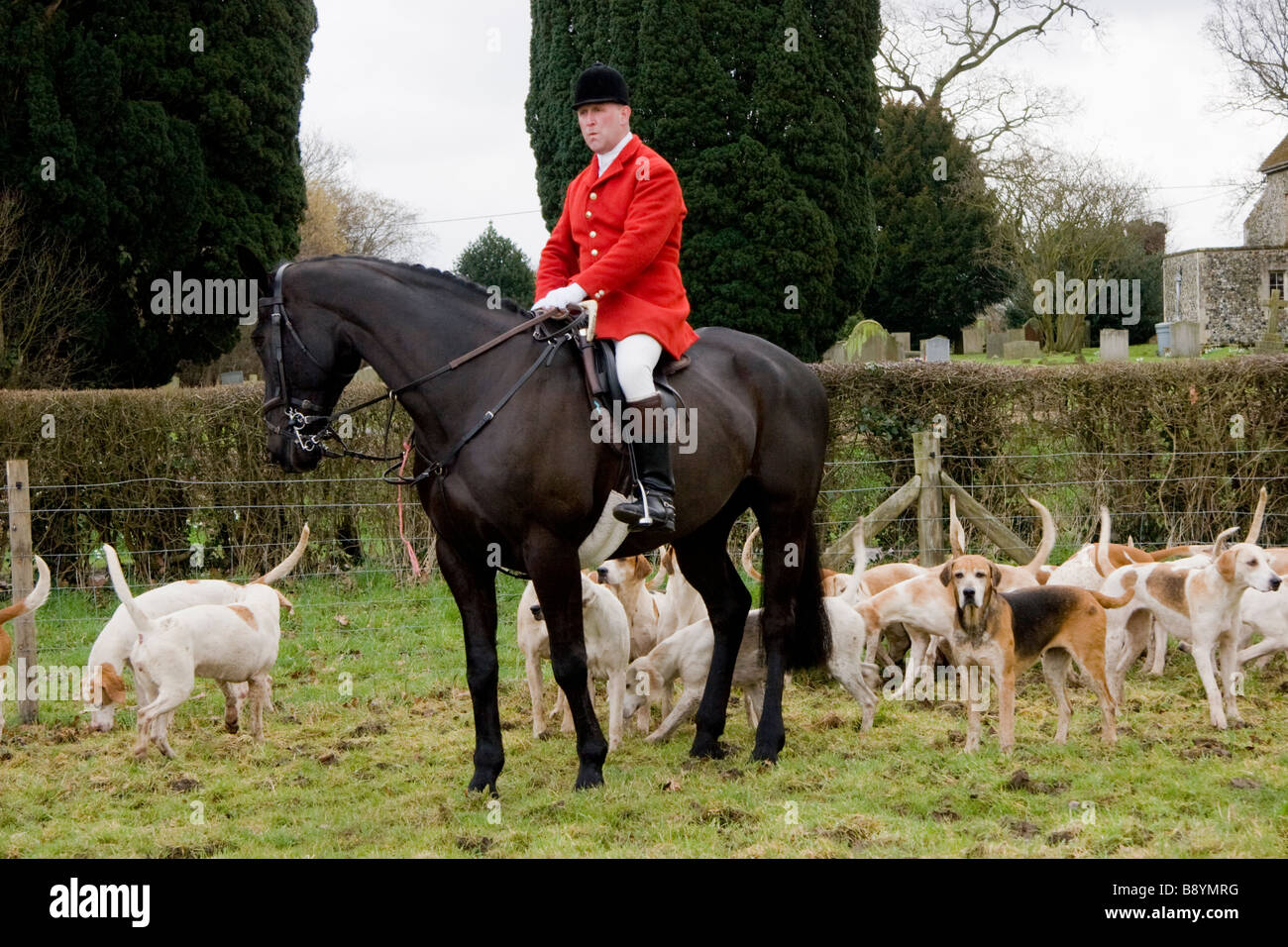 Huntsman and foxhounds of the Essex and Suffolk Hunt England Stock