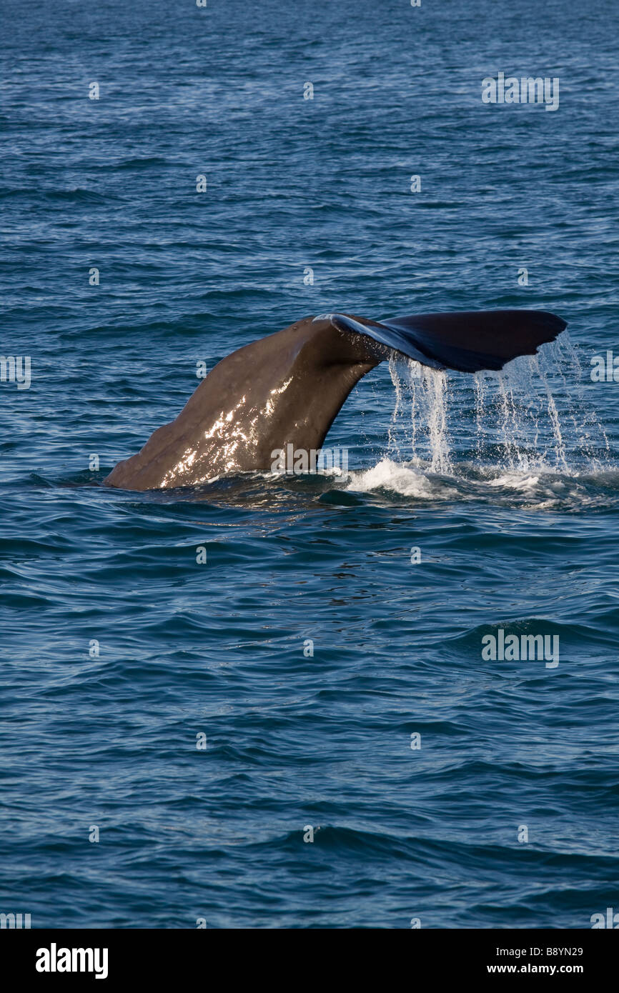 Sperm Whale Diving Stock Photo