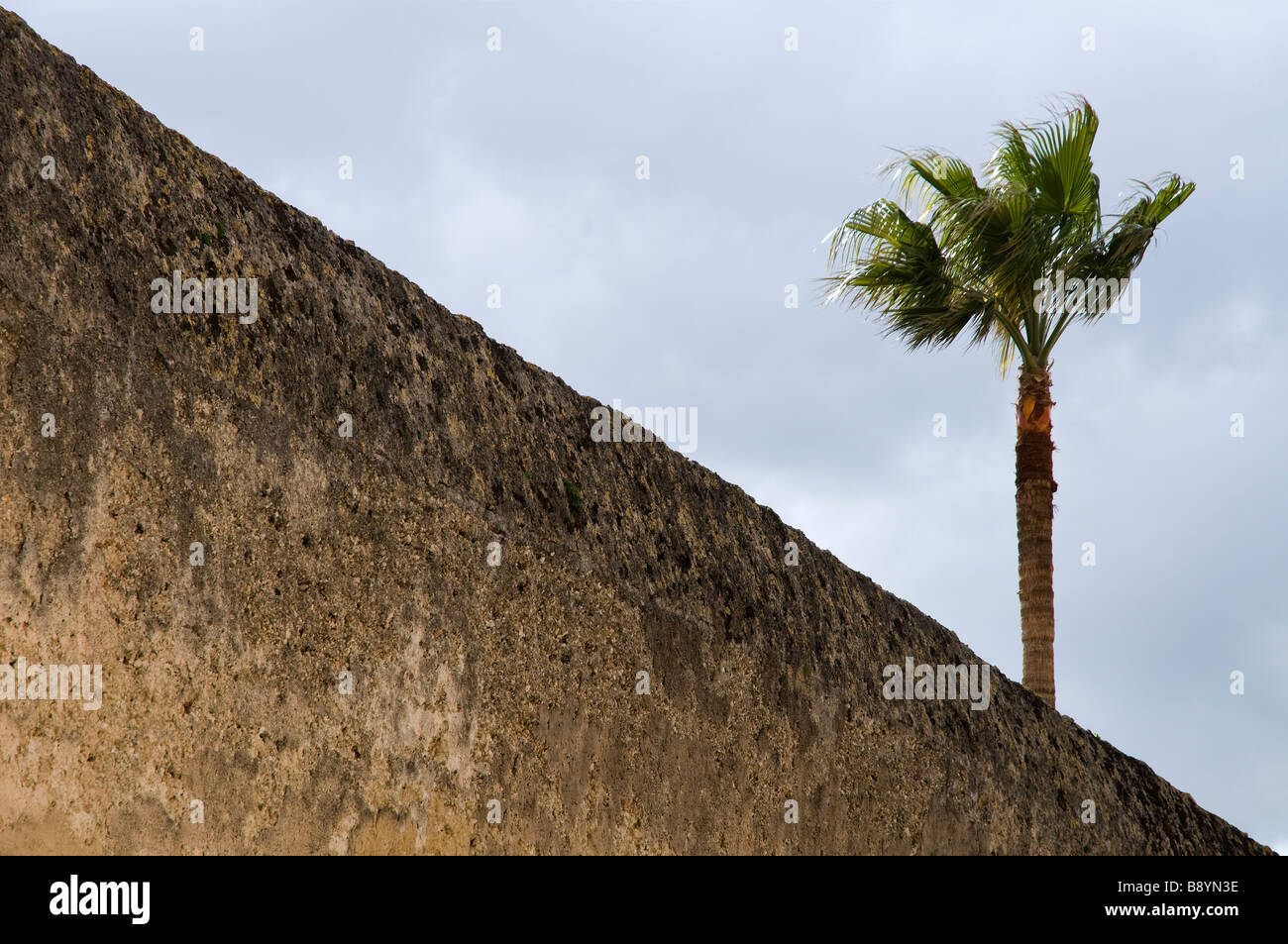 palmtree Majorca, wall, Stock Photo
