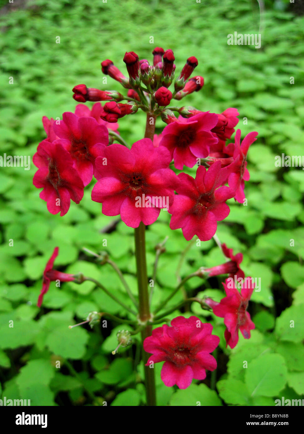 A primula japonica 'Millers crimson' Stock Photo