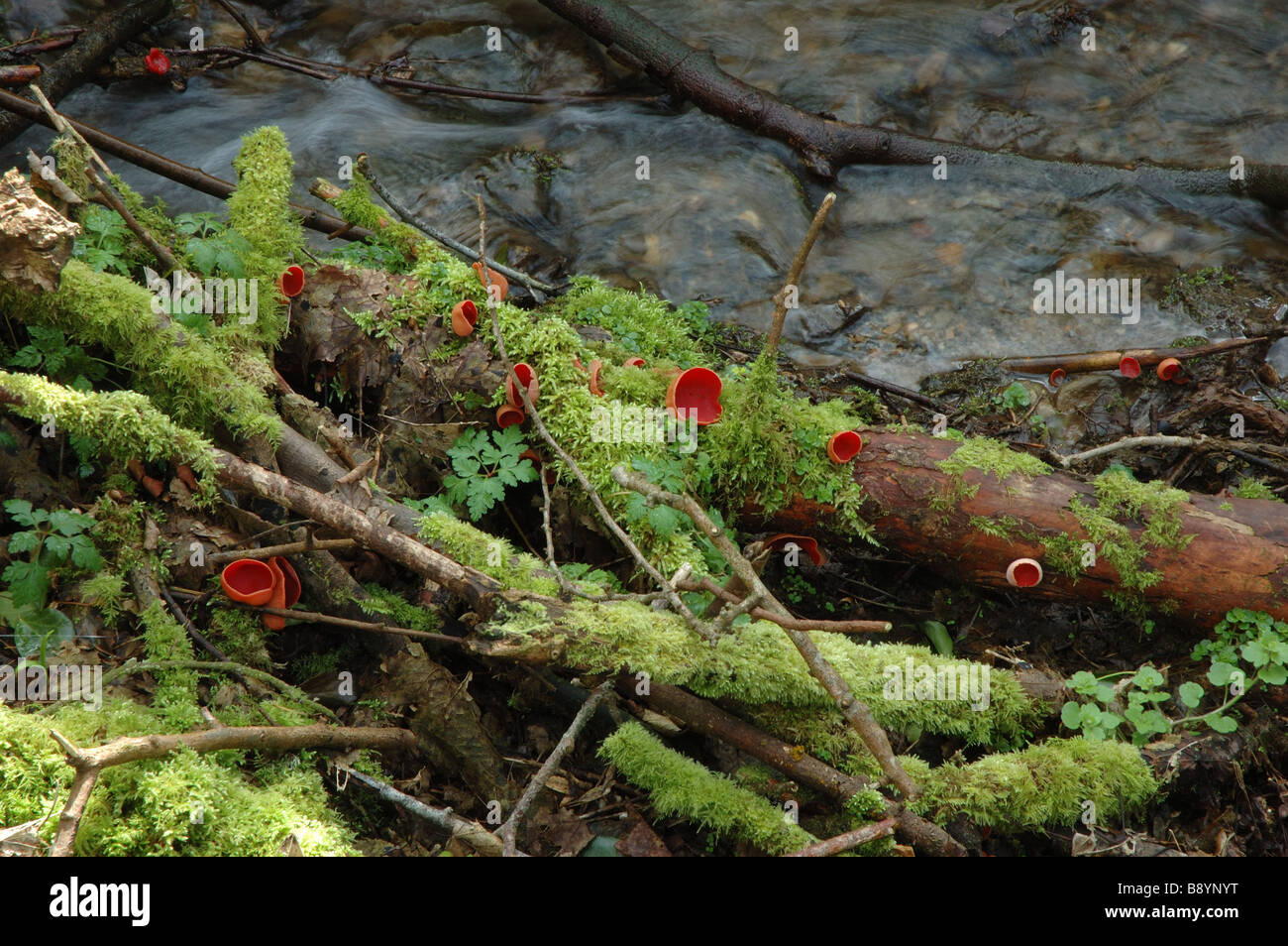 Fungi Scarlet elf cup on logs by stream Monington Pembrokeshire Stock Photo