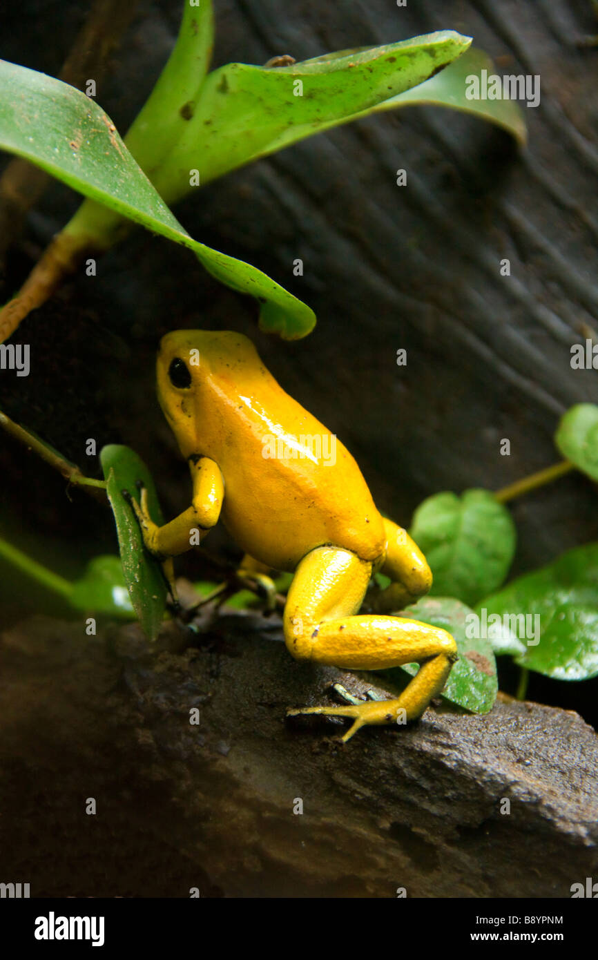Golden Yellow Dart Frog Stock Photo