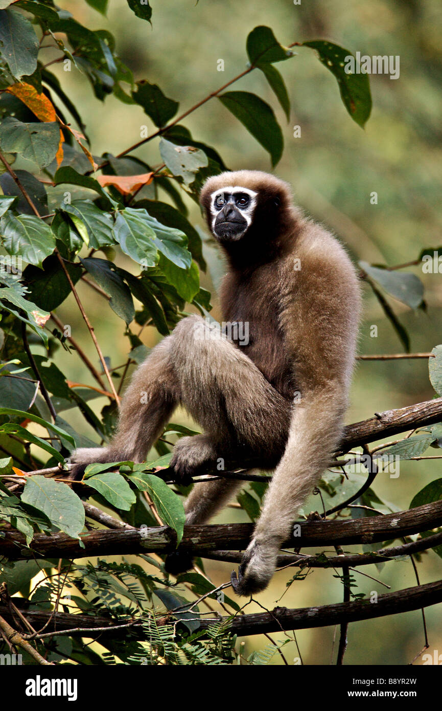 Hoolock Gibbon Bunopithecus hoolock female on the tree canopy in northeast Indian state of Arunachal Pradesh Stock Photo