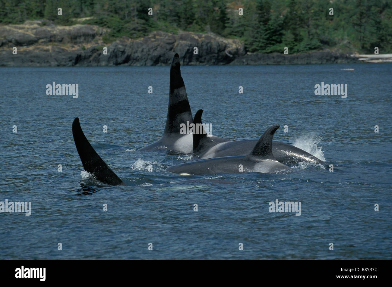 orque ENDANGERED SPECIES CANADA British Columbia Orca of Killer Whale rising from the water Action Actions Alone Antarctic speci Stock Photo