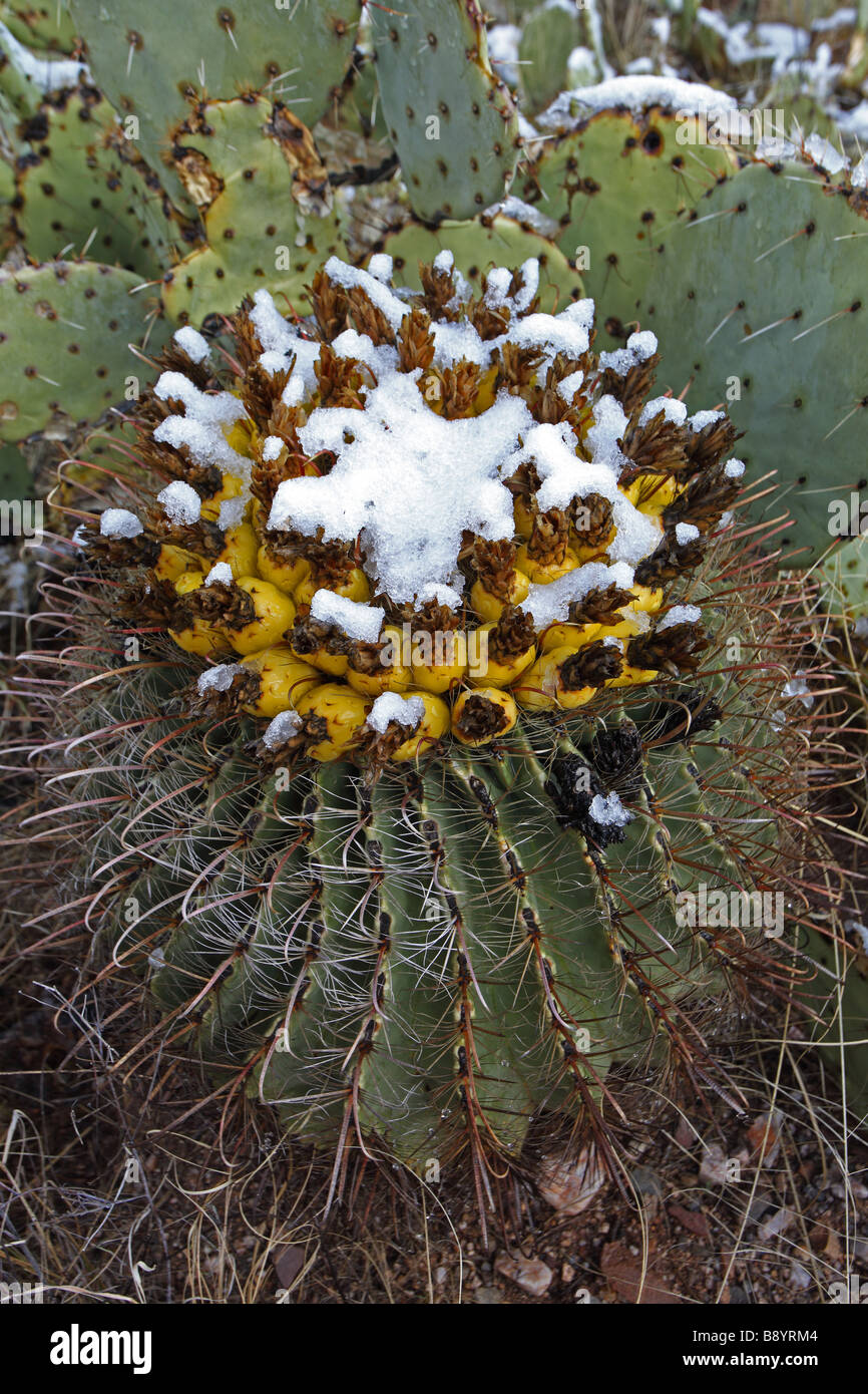 Fishhook Barrel Cactus with fruit in snow (Ferocactus wislizeni) Prickly  pear cactus (Opuntia spp) behind - Sonoran Desert AZ Stock Photo - Alamy