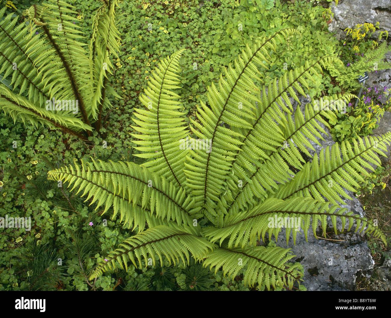 Close view of a Dryopteris Wallichiana fern in the Rock Garden at Sizergh Castle Cumbria Stock Photo