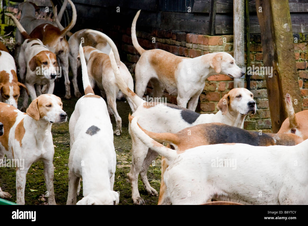 Foxhounds at a Hunt meet in Suffolk England Stock Photo