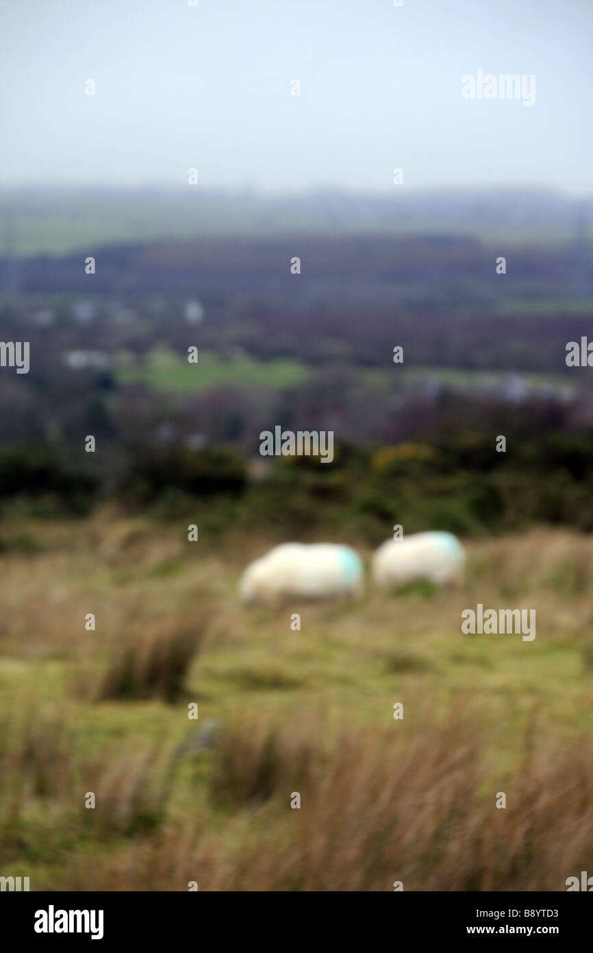 One sheep grazing in field in snowdonia hi-res stock photography and ...