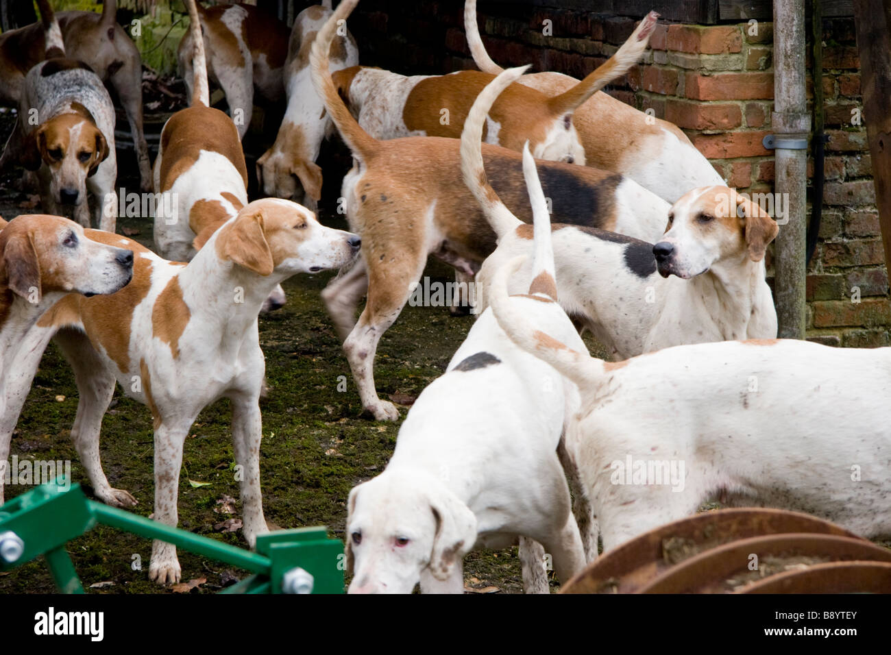 Foxhounds at a Hunt meet in Suffolk England Stock Photo