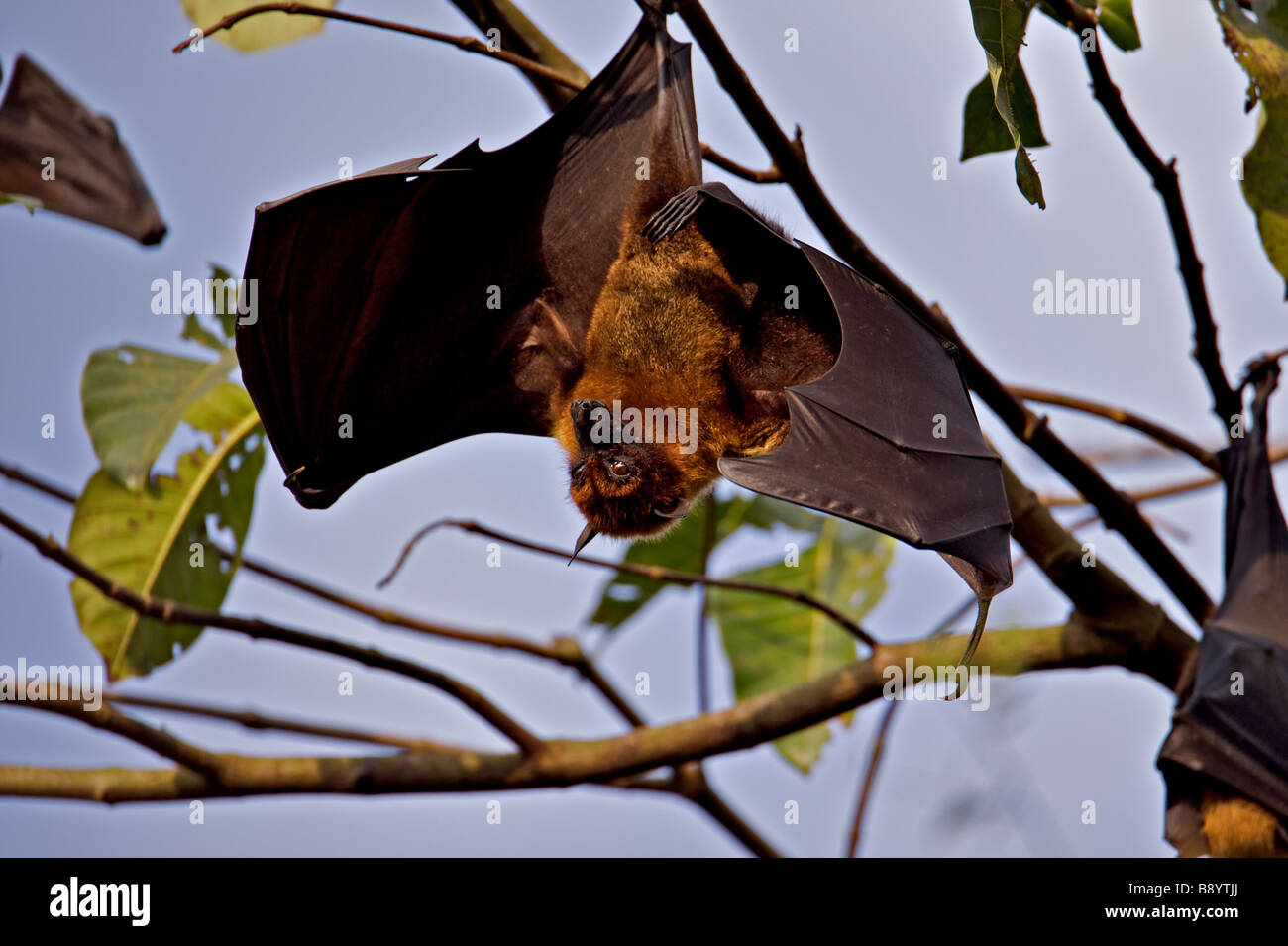 Indian fruit bats hires stock photography and images Alamy