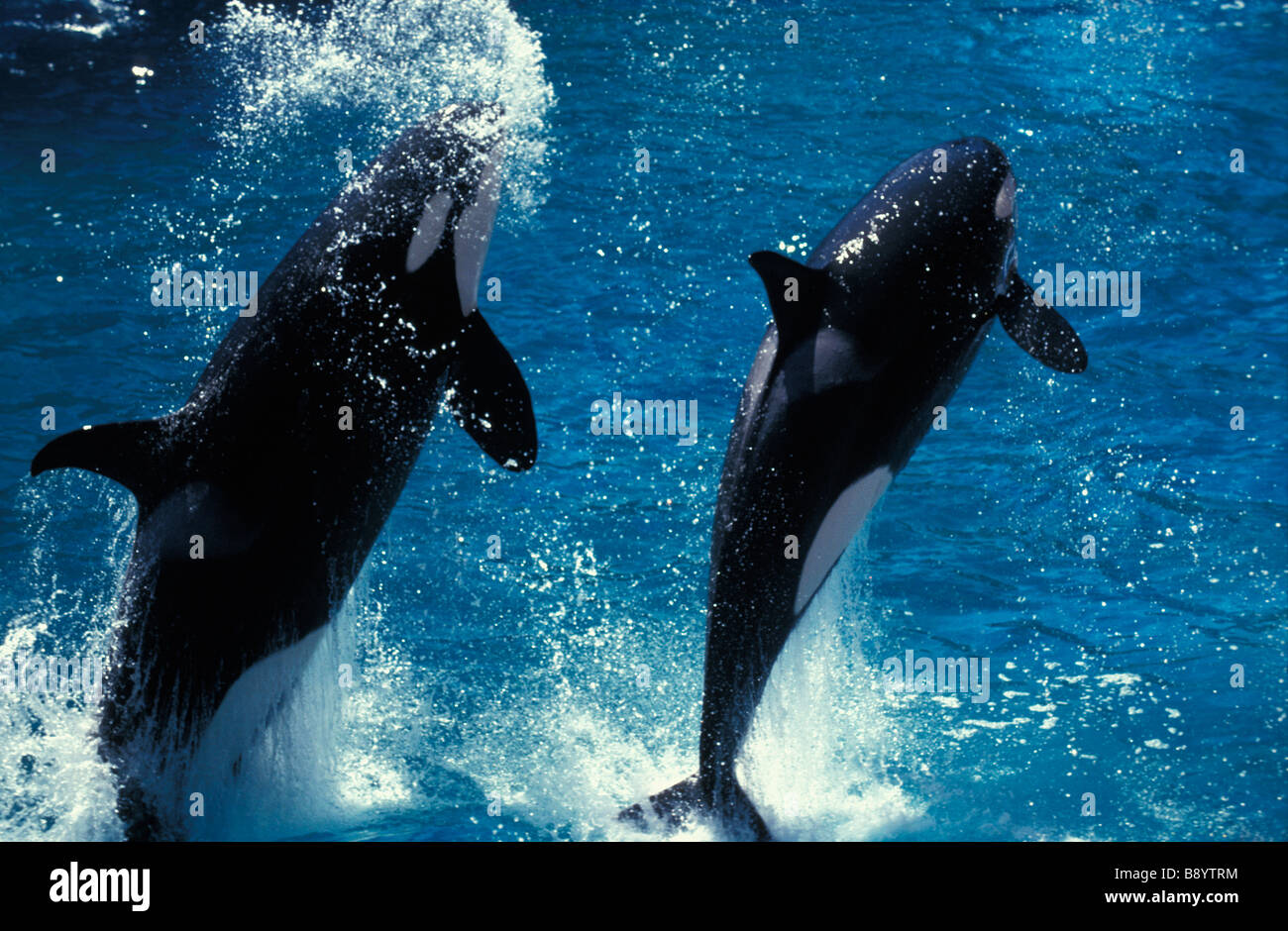 Killerwhales Orcinus orca sea aquarium usa adult animal animal in motion animals bird birds cheerfulness happiness horizontal f Stock Photo