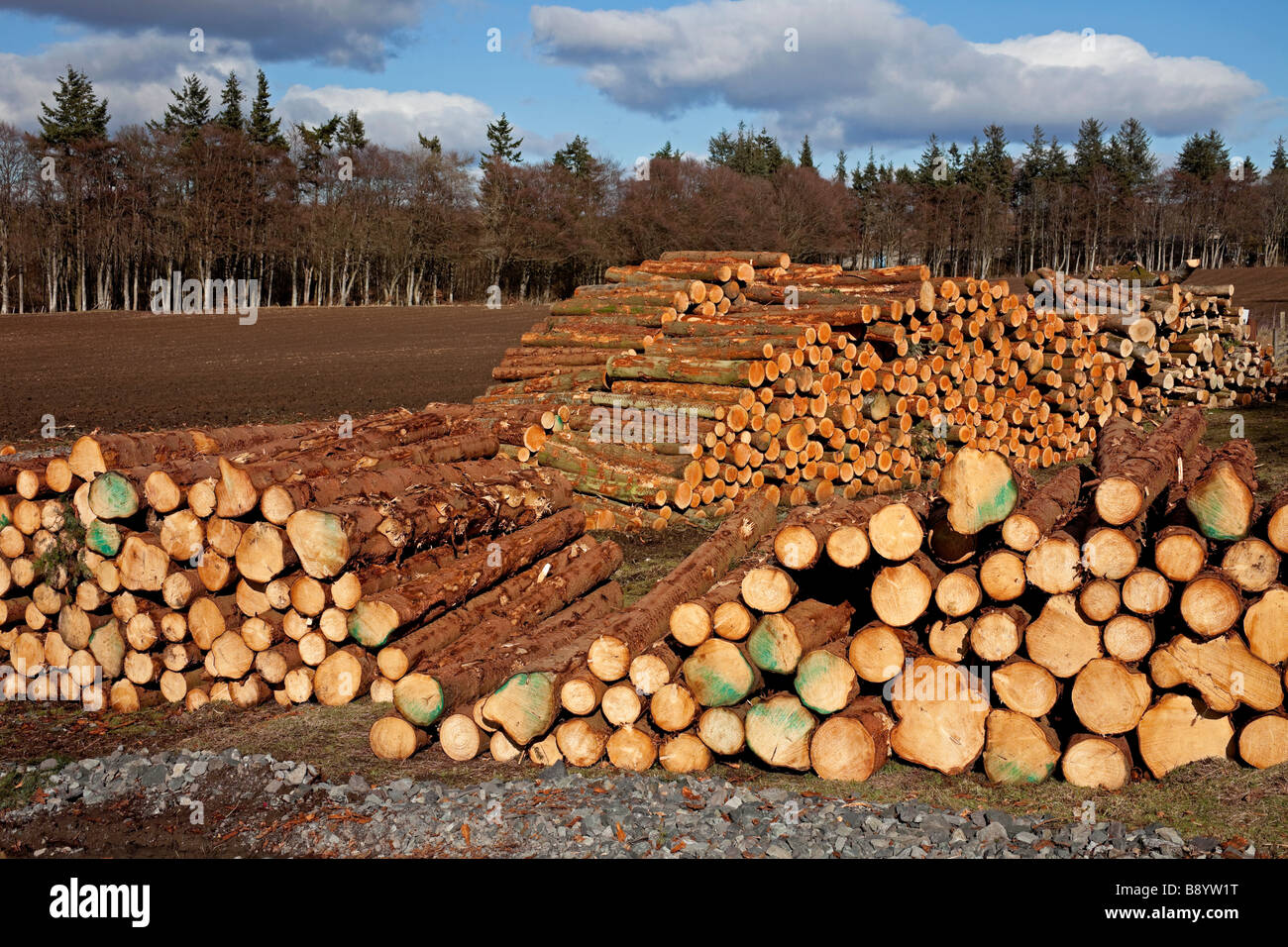 Piles of conifer timber logs, Perthshire, Scotland, UK, Europe Stock Photo