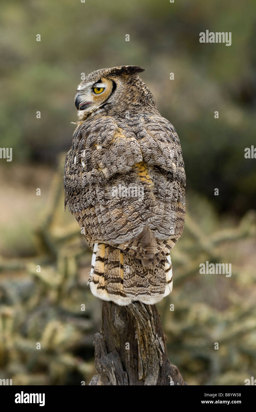 Great horned owl in the arizona desert Stock Photo Alamy