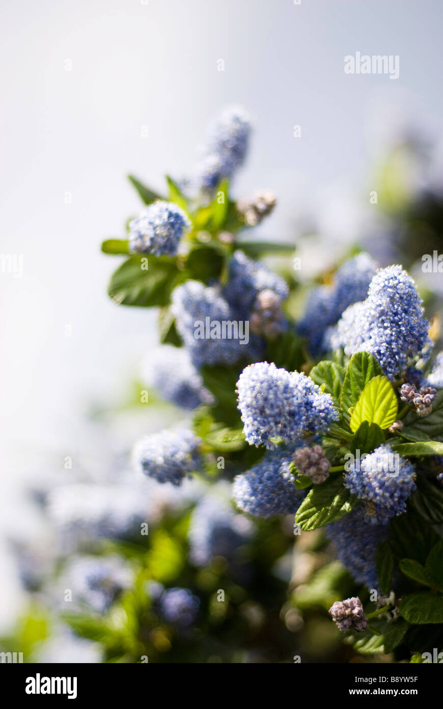 blue flowers Stock Photo