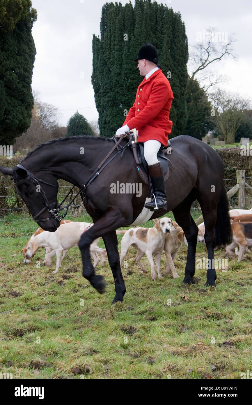 Huntsman and foxhounds of the Essex and Suffolk Hunt England Stock Photo