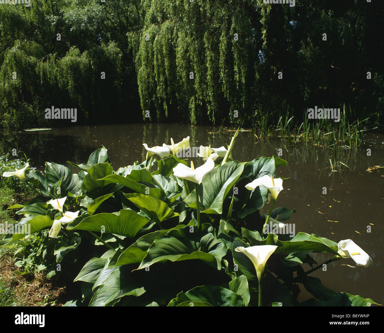 Tree Moats Moat area hi-res stock photography and images - Alamy