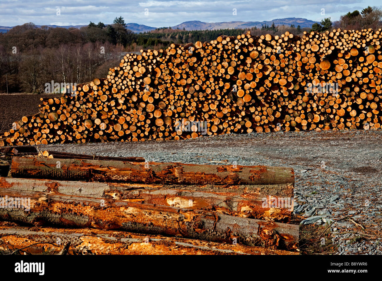 Piles of conifer timber logs, Perthshire, Scotland, UK, Europe Stock Photo