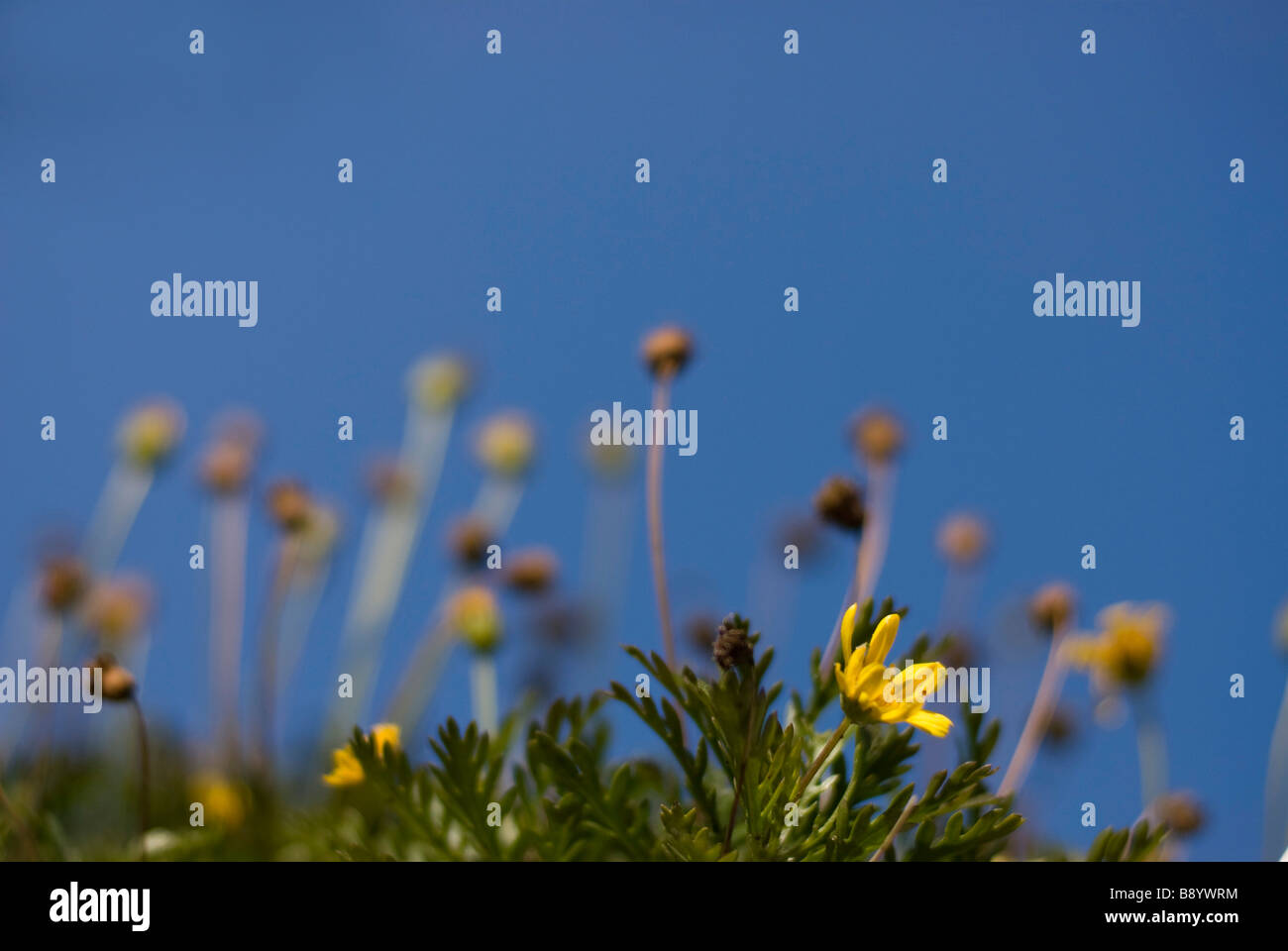 yellow flowers Stock Photo
