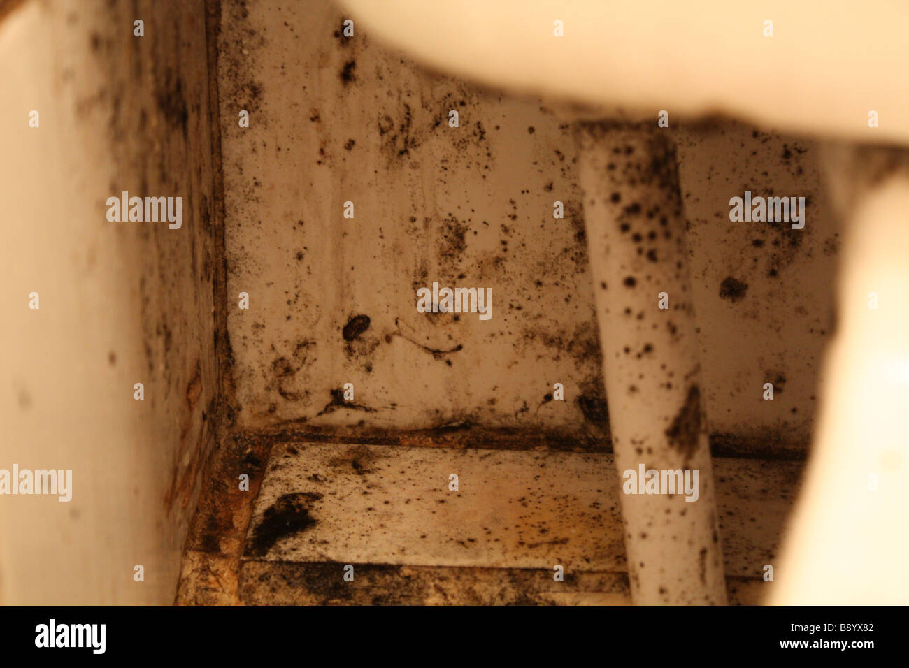 Mould growing behind a toilet Stock Photo Alamy