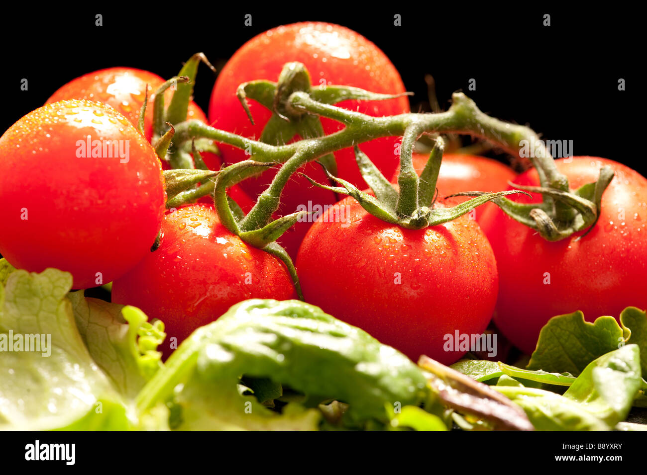 A bunch of tomatoes Stock Photo Alamy
