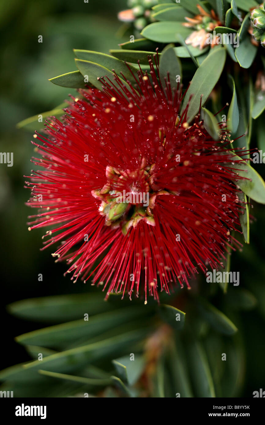 Rata (Metrosideros robusta) Stock Photo