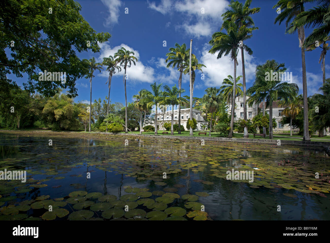 Lily pond at Codrington College, the oldest Anglican theological college in the Western Hemisphere, Barbados, 'West Indies' Stock Photo