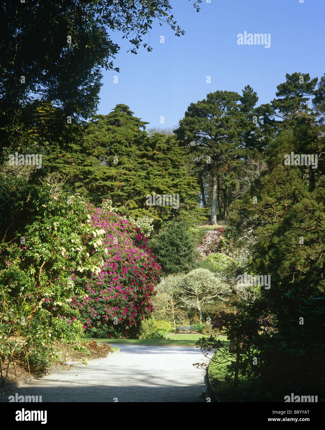 View into Trelissick Garden Cornwall with its springtime planting of azaleas rhododendron and