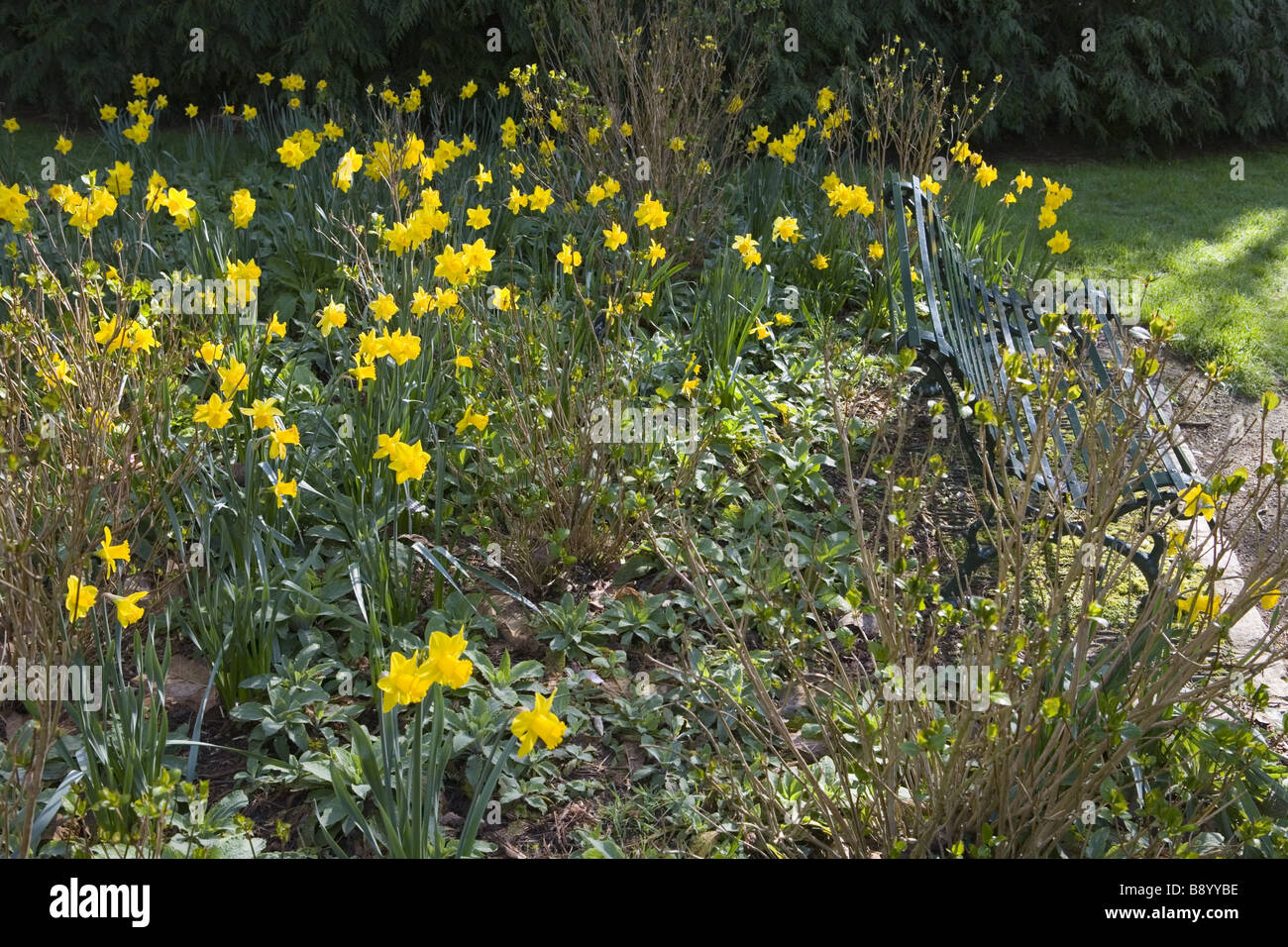 Narcissus Martinette in flower at Trelissick Garden near Truro Cornwall Stock Photo