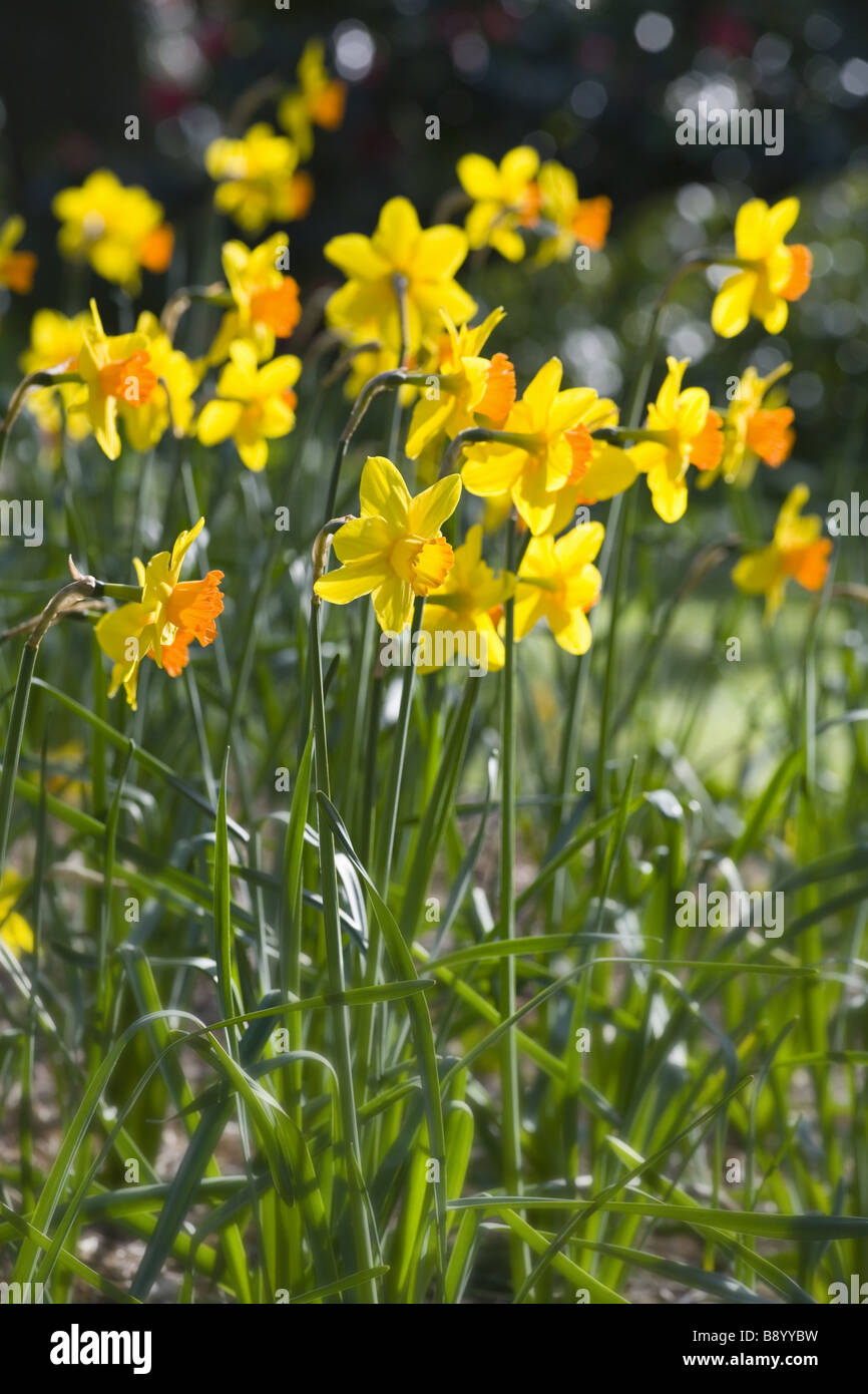 Narcissus Masked Light in flower at Trelissick Garden near Truro Cornwall Stock Photo