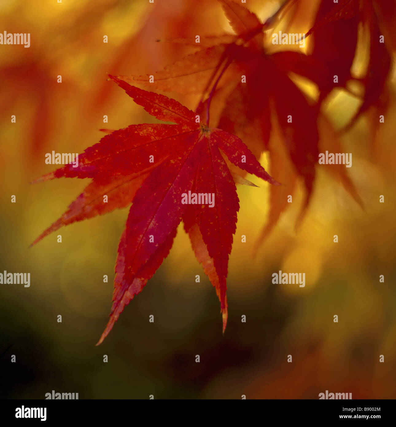Maple acer sp autumn leaves hi-res stock photography and images - Alamy
