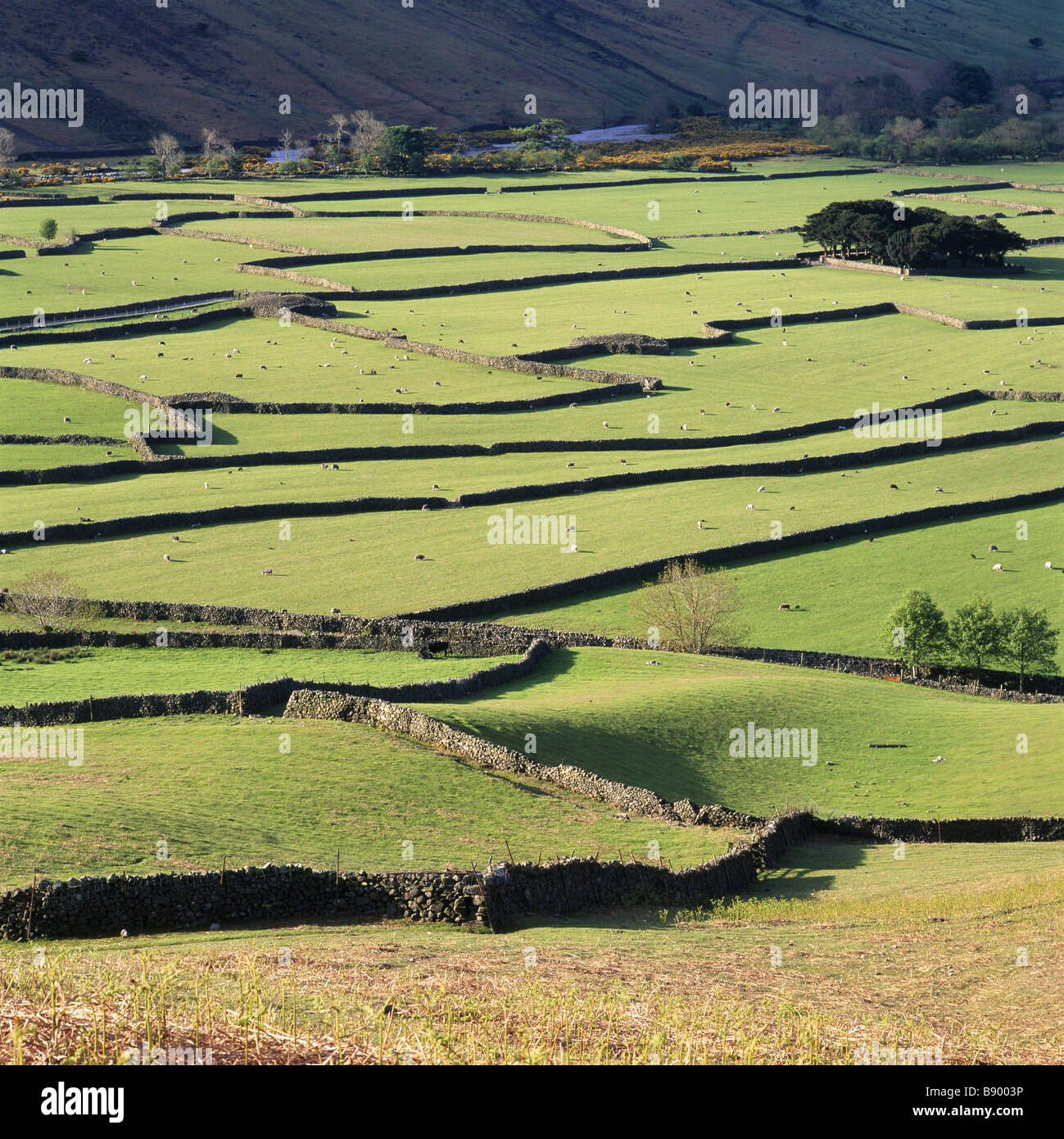 Stonewalls Head