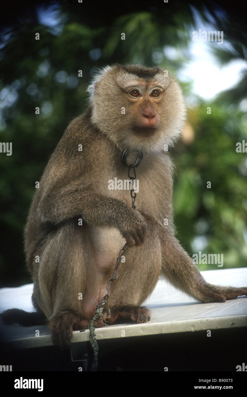 appealing monkey chained and trained to collect coconuts for tourists in Thailand Stock Photo