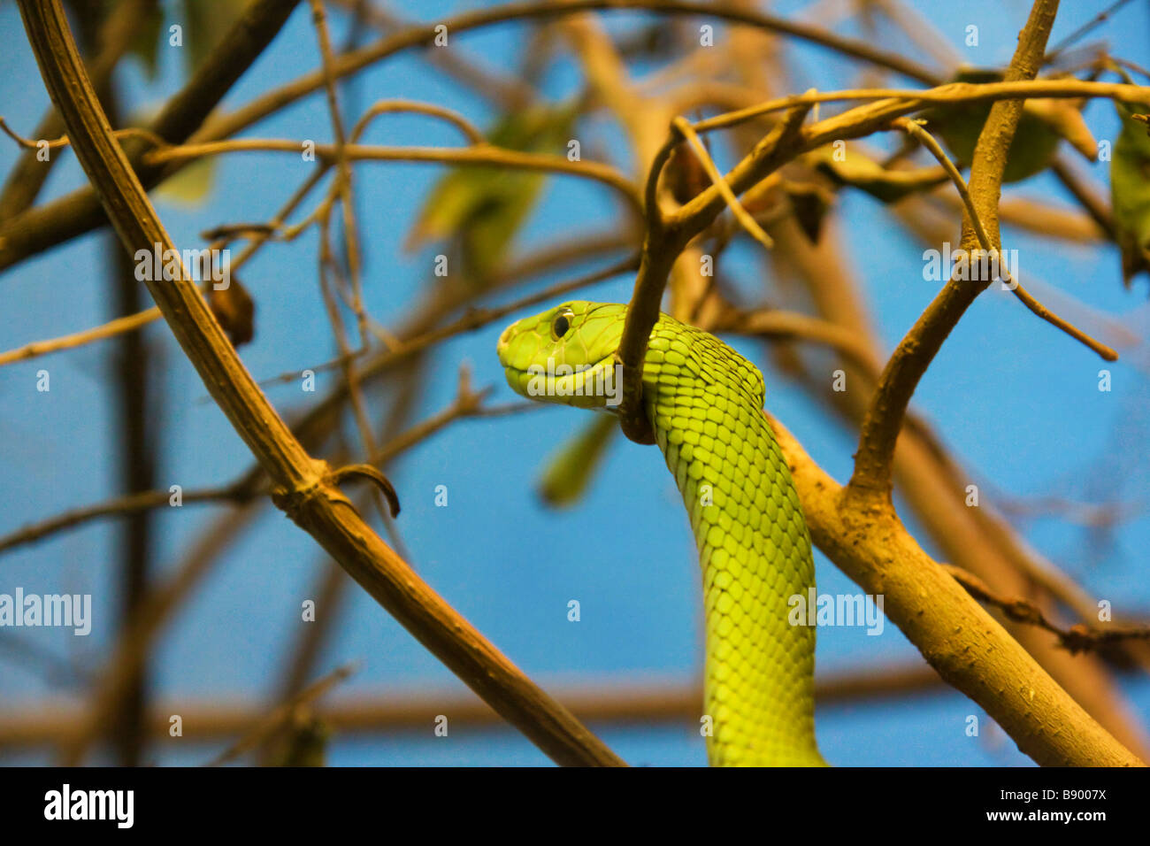Green Mamba on a tree branch - suicide ? Stock Photo