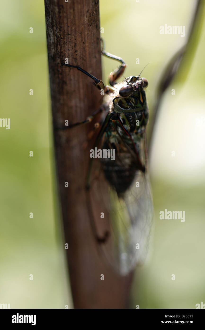 Cicada (Amphisalta cingulata Stock Photo Alamy