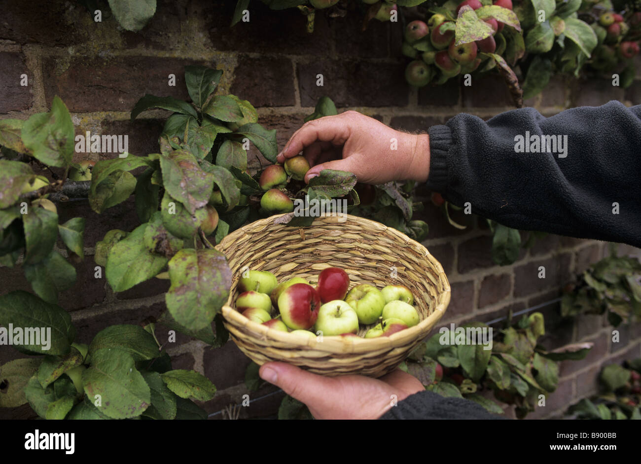 Heritage apple varieties hires stock photography and images Alamy