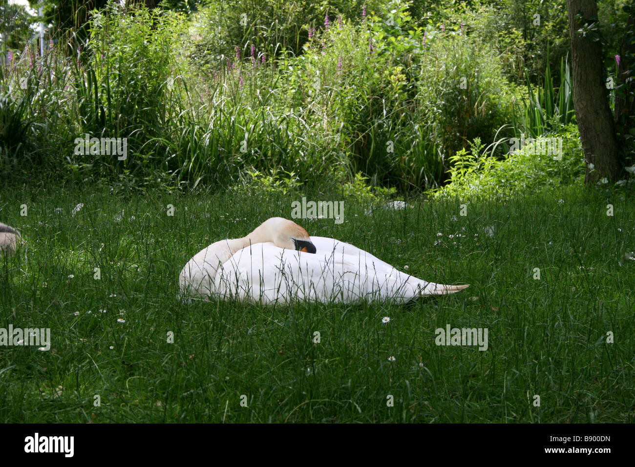 Sleeping Swan. Photograph by Kim Craig. Stock Photo