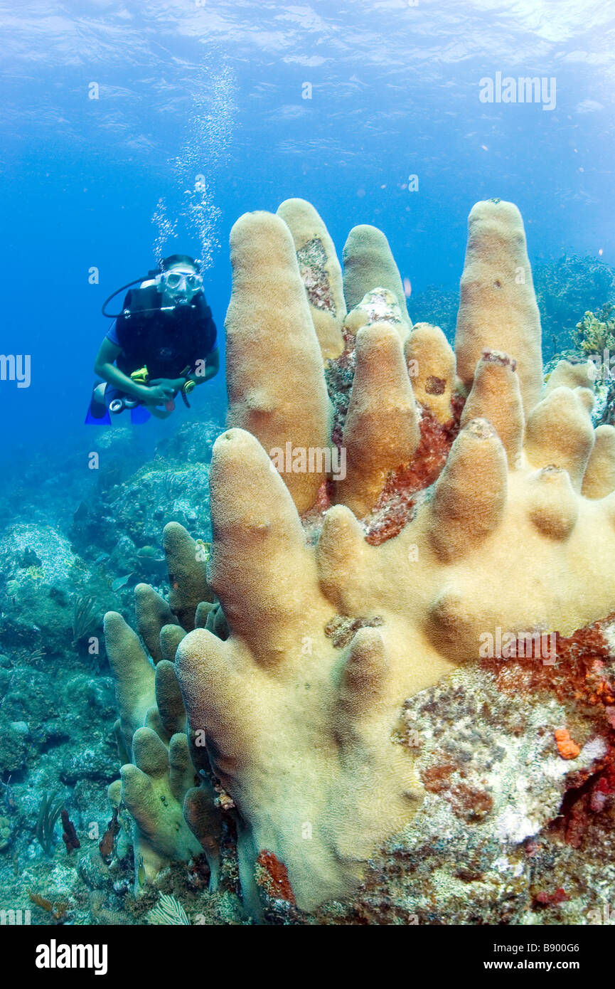 Diving in the waters of the Caribbean isle Tortola in the British
