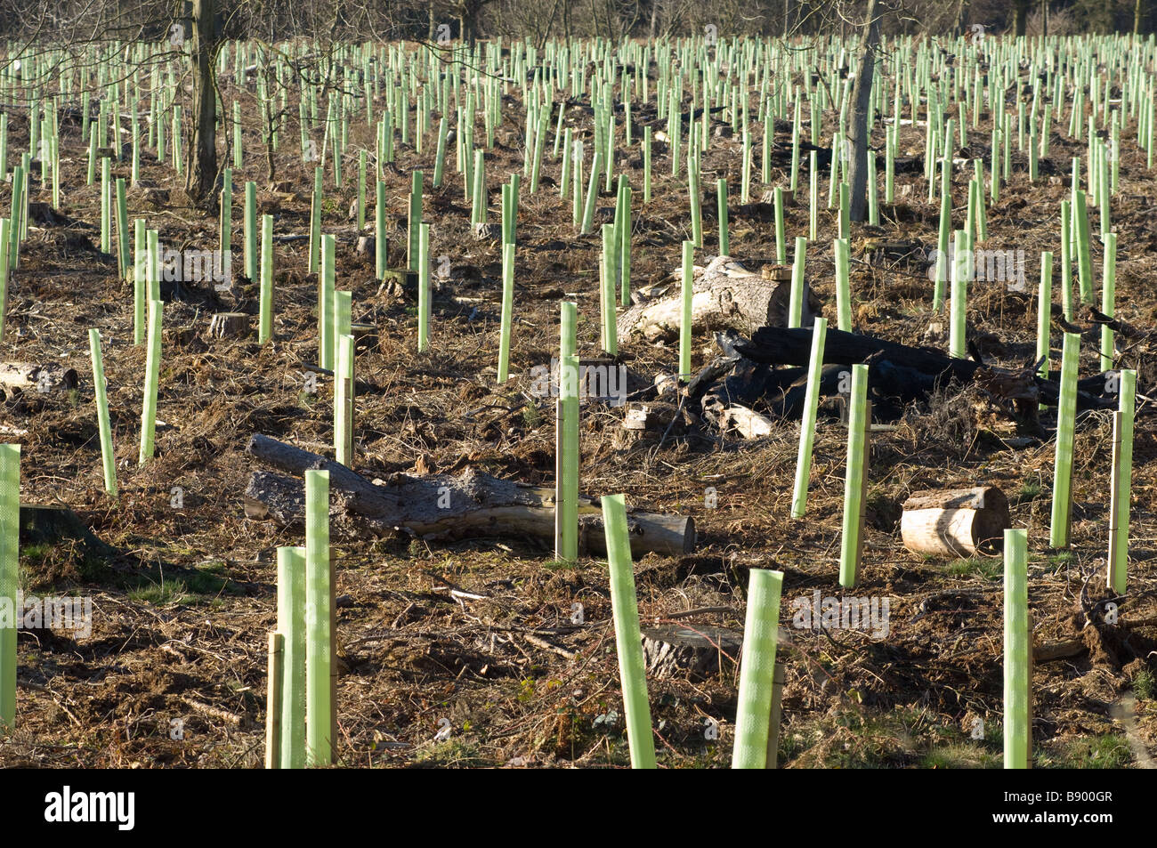 1.2m tree guards protecting young trees against grazing by deer, rabbits and hares in a new
