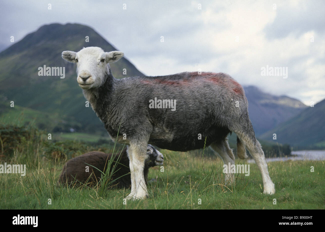 a Herdwick sheep with shorn coat at Wast Water in the Lake District, with Yew Barrow in the distance Stock Photo