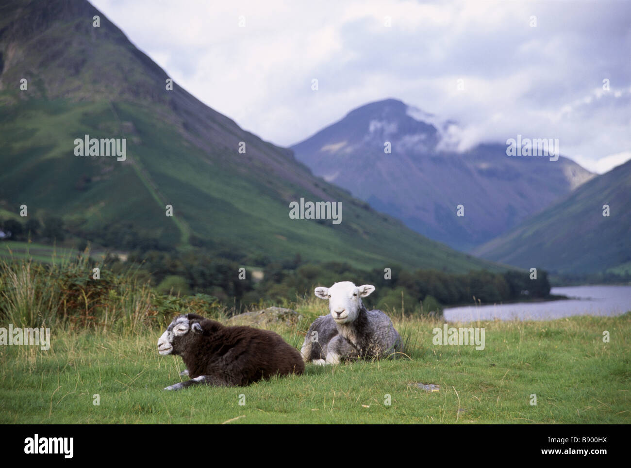 Herdwick sheep at Wast Water in the Lake District, Cumbria, Yew Barrow in the distance Stock Photo