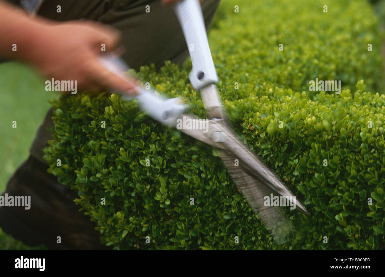 Detail showing blades of shears clipping topiary at Westbury Court