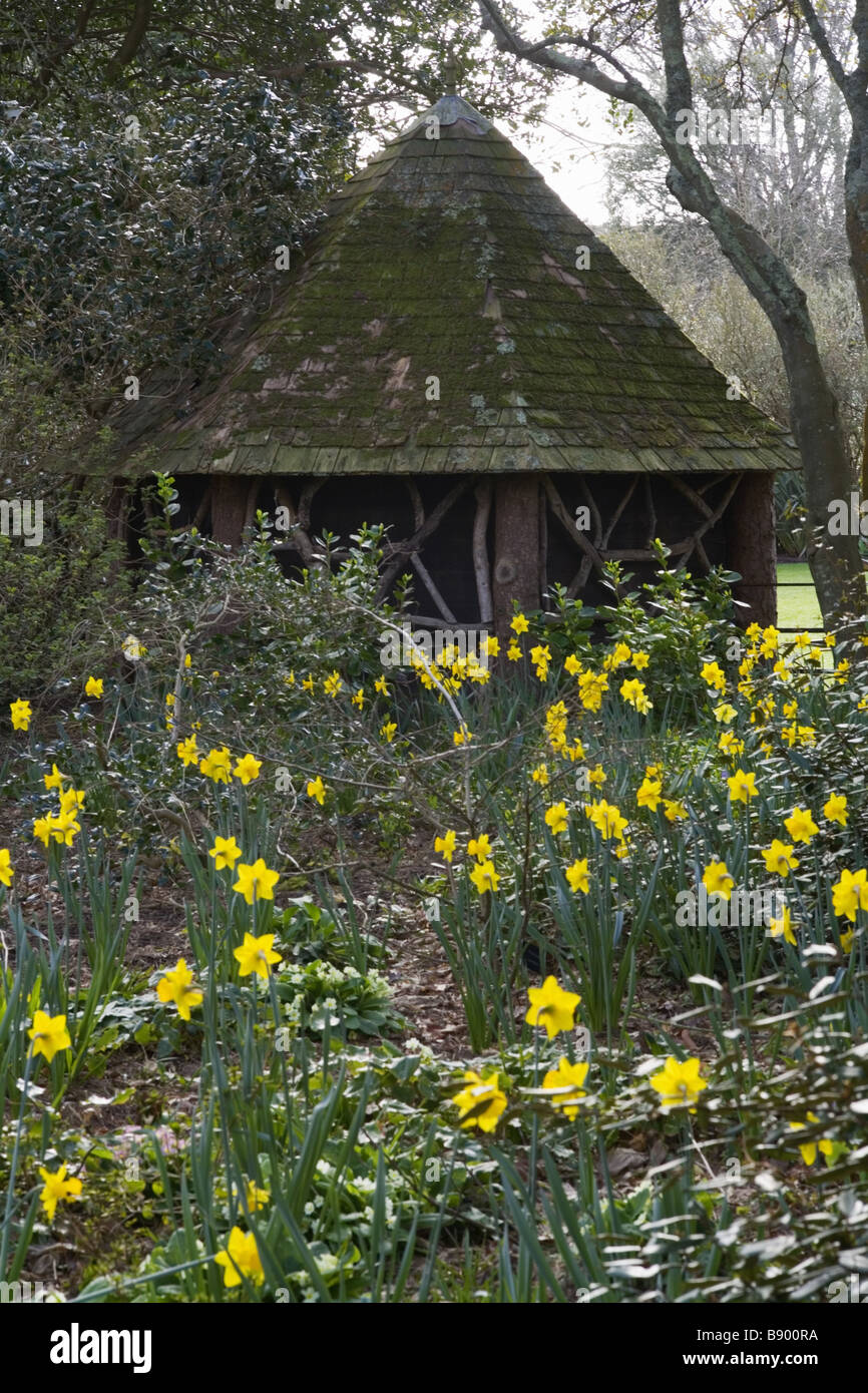 Narcissus in flower at Trelissick Garden near Truro Cornwall Stock Photo