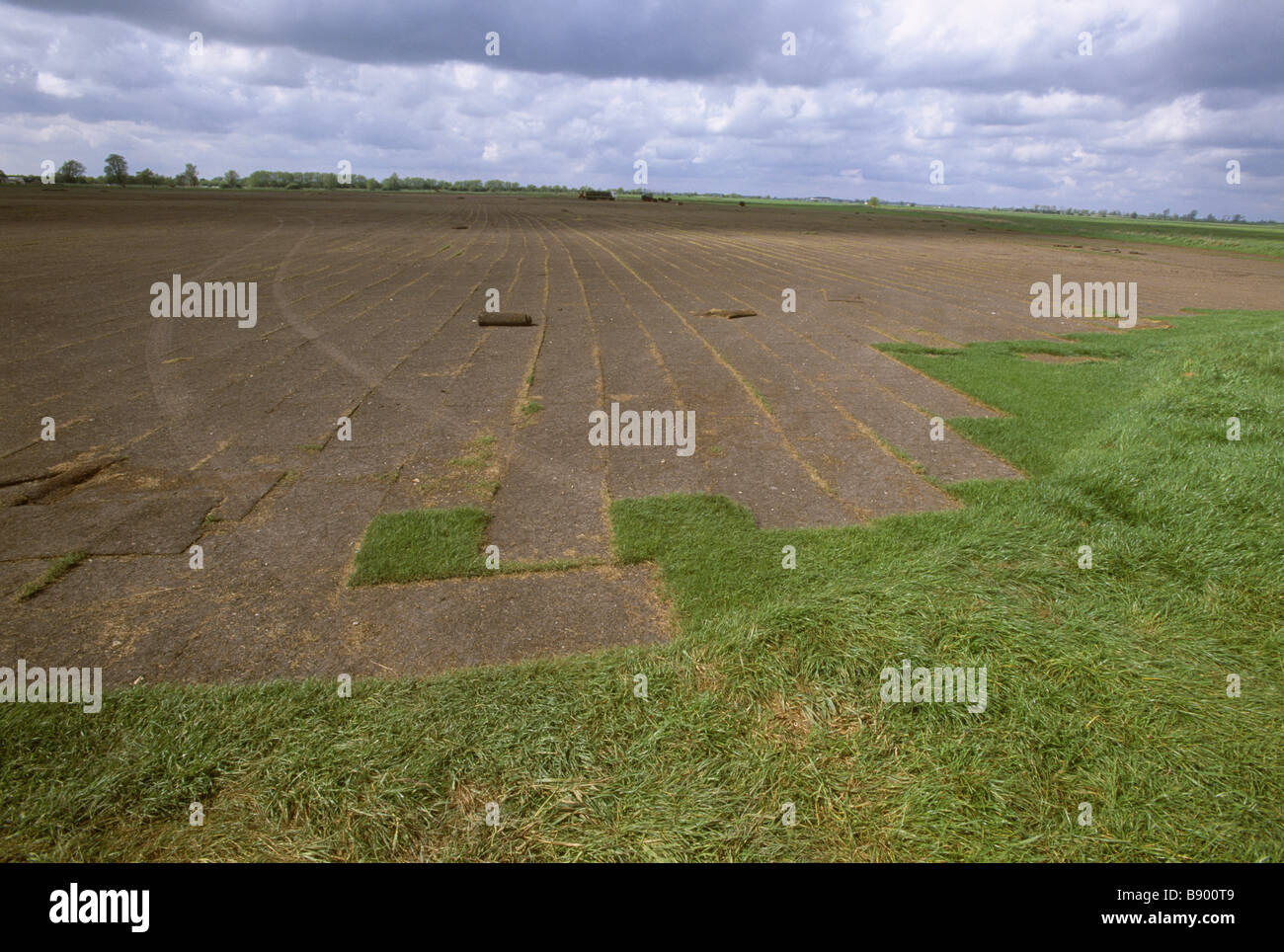 Turf fields at Wicken Fen Cambridgeshire Stock Photo Alamy