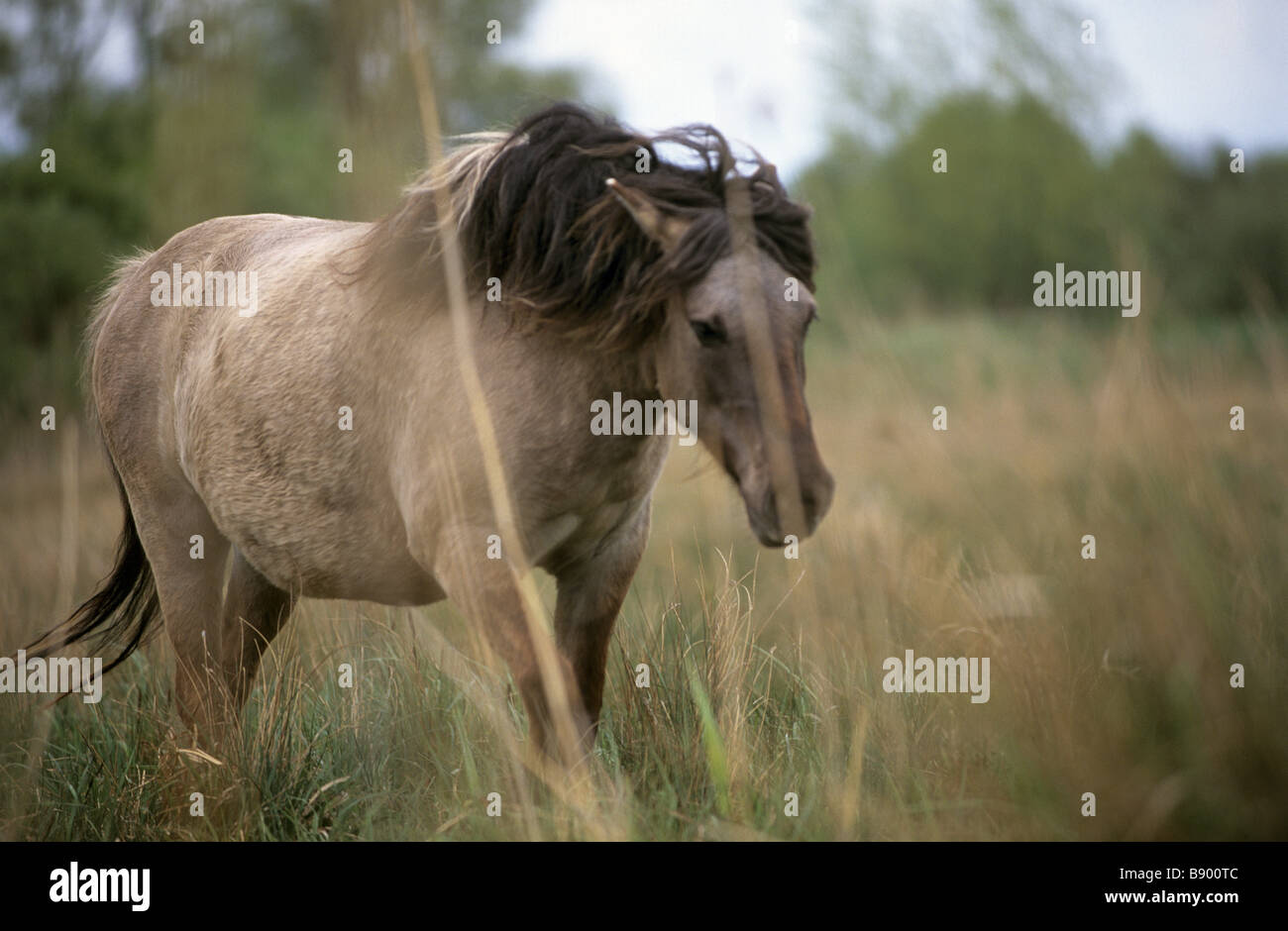 Konik pony at Wicken Fen Cambridgeshire These wild horses are used to manage the scrub at the fen Stock Photo