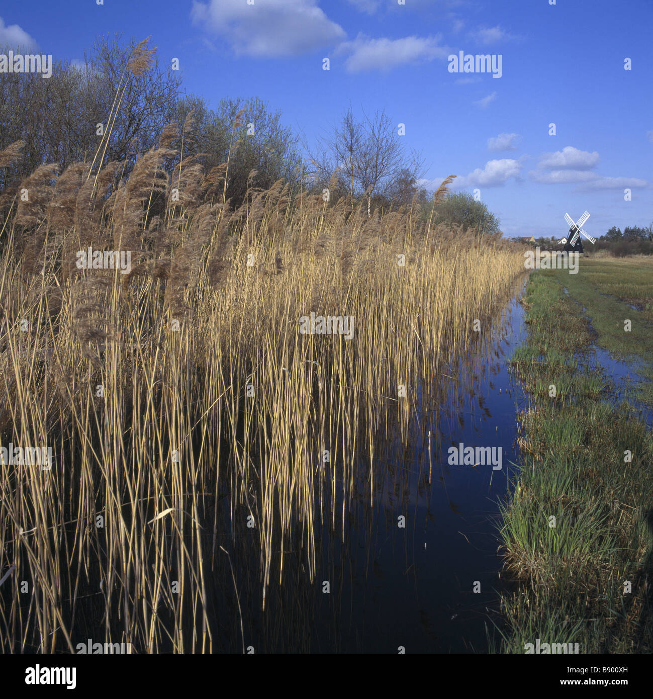 Sedges growing in the undrained fenland of the Wicken Fen National