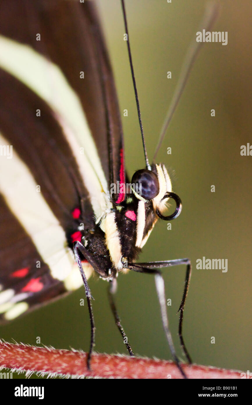 Butterfly legs close up hires stock photography and images Alamy