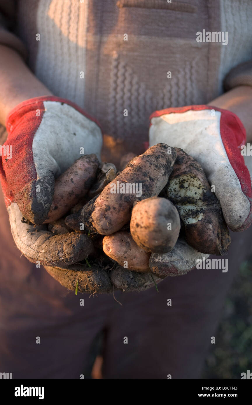 potatoes in hands Stock Photo Alamy
