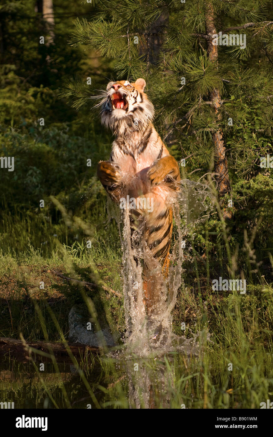 Siberian tiger leaping out of the water of a shallow pond Stock Photo
