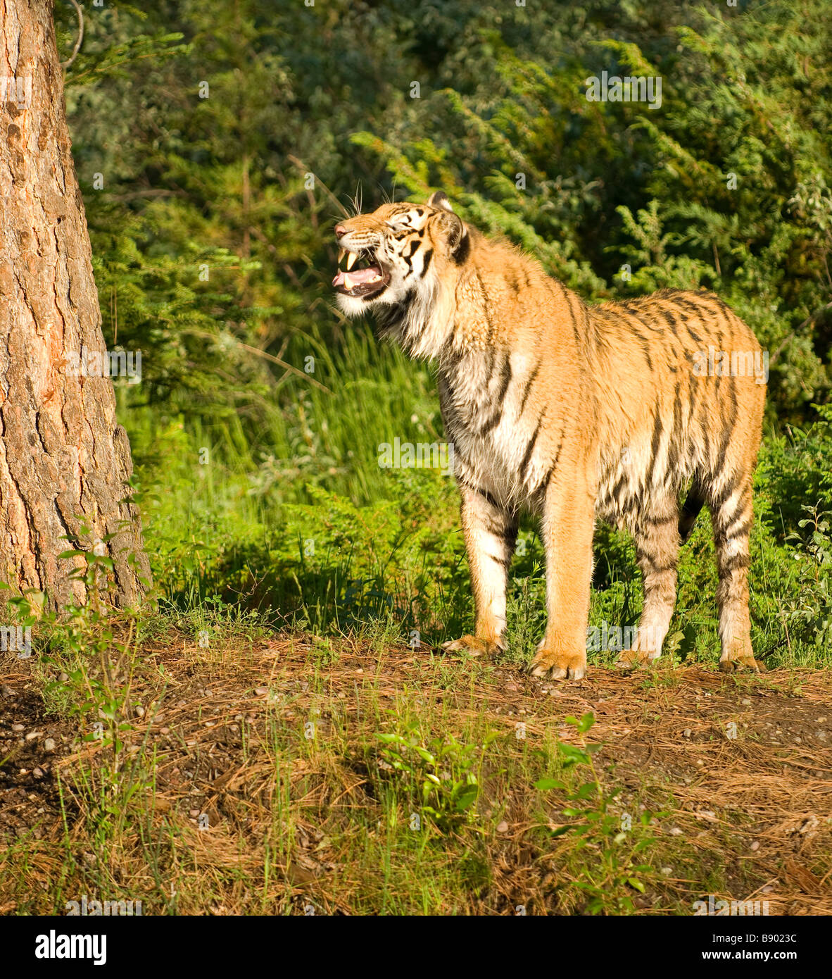 Tiger showing its teeth in a threatening growl Stock Photo