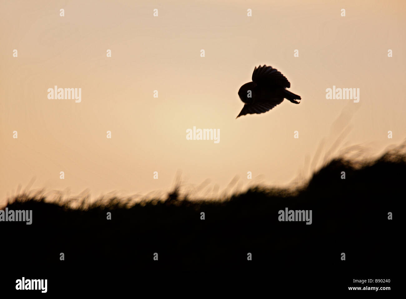 Barn Owl Tyto alba sunset hunting Stock Photo